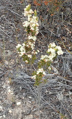 Erica glomiflora