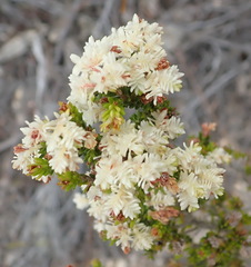 Erica glomiflora