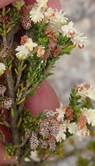 Erica glomiflora