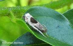 Helcystogramma hibisci