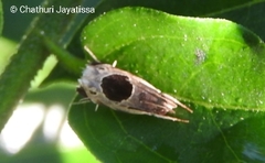 Helcystogramma hibisci