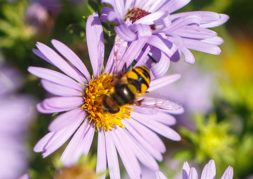 Unknown species found near Cook County, US-IL, US