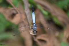 Brachydiplax sobrina