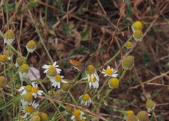 Anthemis arvensis incrassata