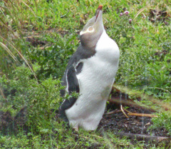 Megadyptes antipodes