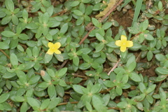Portulaca quadrifida