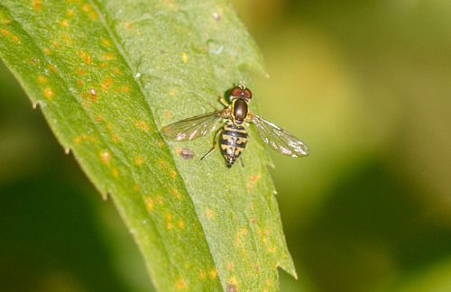 Unknown species found near Cook County, US-IL, US