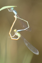 Pseudagrion spencei