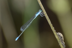 Pseudagrion spencei