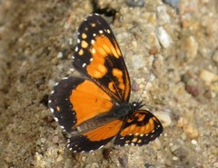 Chlosyne lacinia saundersi