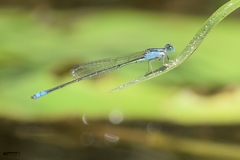 Pseudagrion spencei