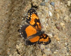 Chlosyne lacinia saundersi