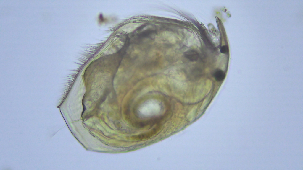 Pleuroxus trigonellus