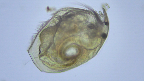 Pleuroxus trigonellus