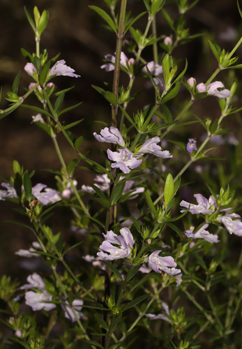 loveable westringia (Westringia amabilis)