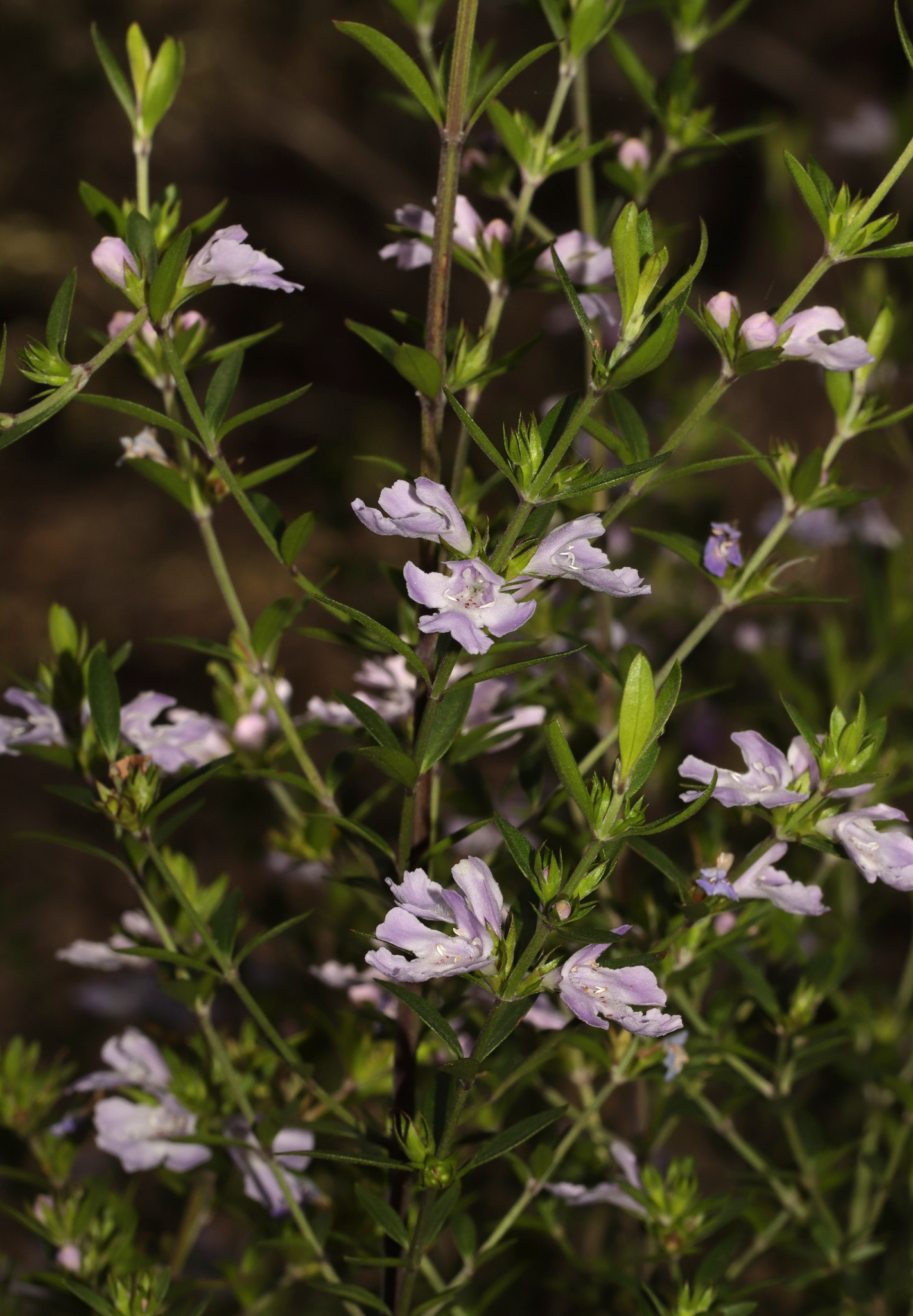 Loveable Westringia (Westringia amabilis)