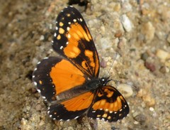 Chlosyne lacinia saundersi