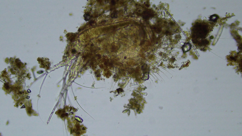Ilyocryptus agilis