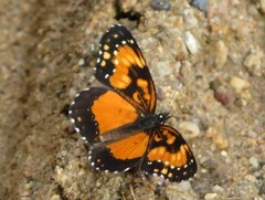 Chlosyne lacinia saundersi