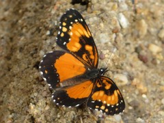 Chlosyne lacinia saundersi