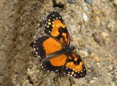 Chlosyne lacinia saundersi