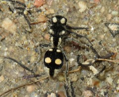 Hoplomutilla telestes