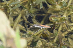 Aquarius adelaidis