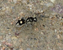 Hoplomutilla telestes