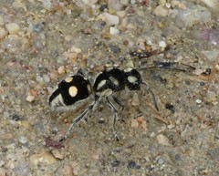 Hoplomutilla telestes