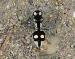 Hoplomutilla telestes