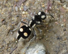 Hoplomutilla telestes
