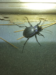 Carabus sylvosus