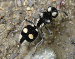 Hoplomutilla telestes