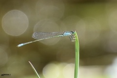 Pseudagrion spencei