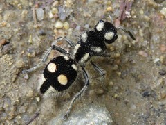 Hoplomutilla telestes