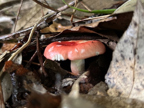 Russula