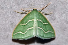 Euloxia meandraria