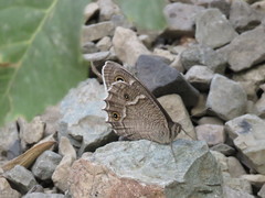 Hipparchia parisatis