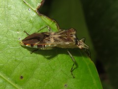 Cebrenis truncatulata