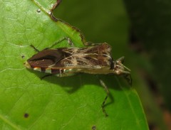 Cebrenis truncatulata