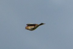 Emberiza leucocephalos