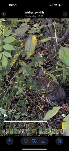 New England Cottontail observed by kctx2928