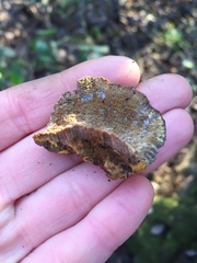 Fungi