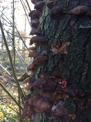Fungi
