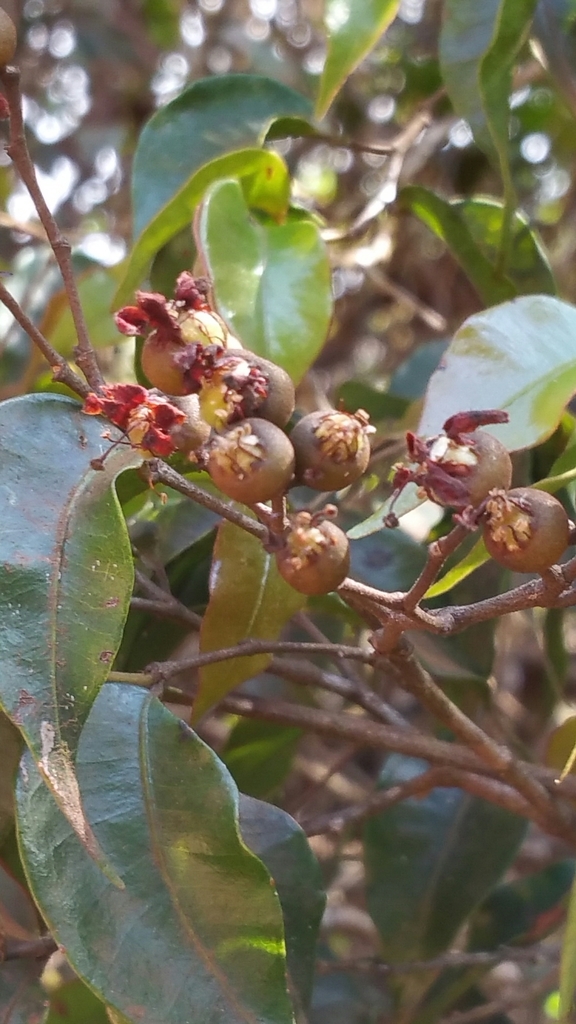 Leptolaena multiflora