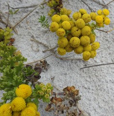 Oncosiphon sabulosus