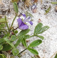 Psoralea repens