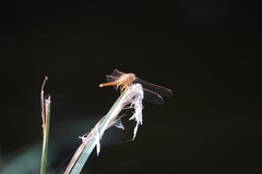 Crocothemis servilia