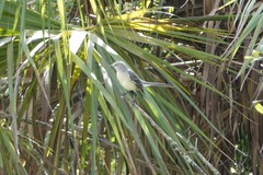 Mimus polyglottos