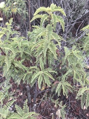 Chamaebatia australis